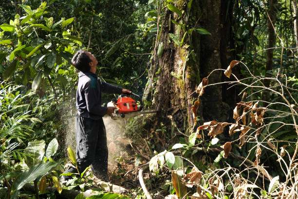 Best Tree Root Removal  in Lexington, WA